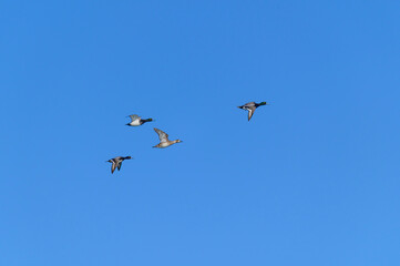 Greater Scaups in Flight at Pointe Pelee National Park, near Leamington, Ontario, Canada.