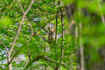 Eastern Screech Owl at Pointe Pelee National Park, near Leamington, Ontario, Canada.