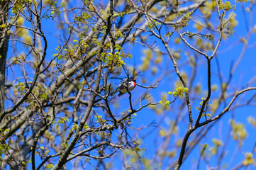 Rose Breasted Grosbeak at Pointe Pelee National Park, near Leamington, Ontario, Canada.