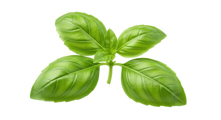 Fresh basil leaves culinary herb arranged isolated on white background natural fresh ingredient