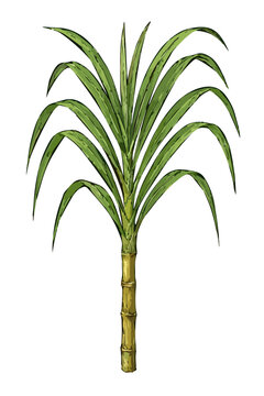 Saccharum officinarum (tebu)