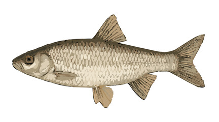 Leuciscus leuciscus
