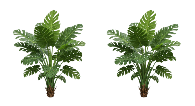 Lush tropical plants with broad green leaves isolated on white background