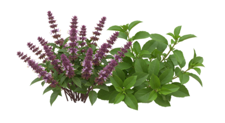 Vibrant purple flowers alongside lush green leaves isolated on white background serene garden setting