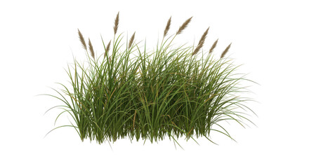 Lush green grass with tall reeds swaying gently isolated on white background