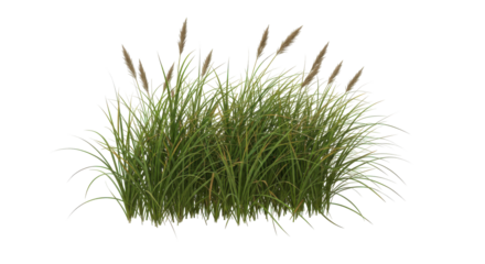 Lush green grass with tall reeds swaying gently isolated on white background