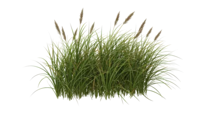 Keuken achterwand Gras Lush green grass with tall reeds swaying gently isolated on white background  © Sya