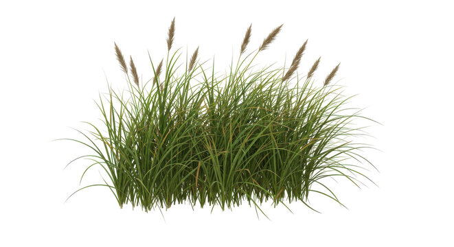 Lush green grass with tall reeds swaying gently isolated on white background