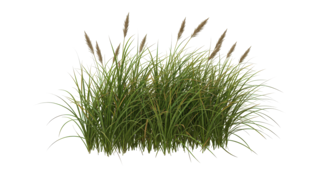 Lush green grass with tall reeds swaying gently isolated on white background