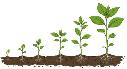Growth stages of plants with roots in soil isolated on white background illustrating development over time