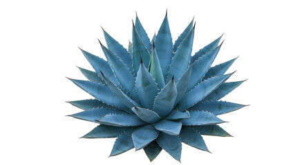 Obraz premium Vibrant blue agave plant isolated on white background showcasing its sharp leaves