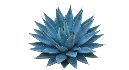 Vibrant blue agave plant isolated on white background showcasing its sharp leaves