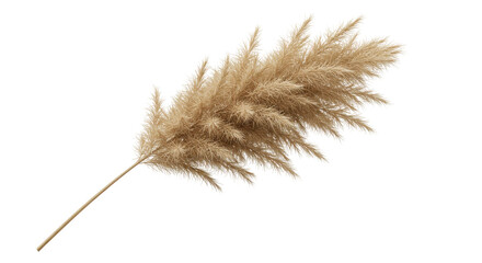 Elegant pampas grass stem isolated on white background perfect for floral arrangements