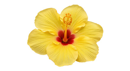 Vibrant yellow hibiscus flower in full bloom isolated on white background showcasing natures beauty