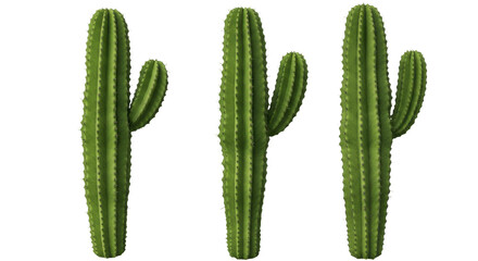 Three tall cacti standing in a desert landscape isolated on white background under a clear blue sky