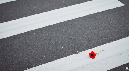 Poppy flower on a zebra crossing to commemorate remembrance day isolated on white background