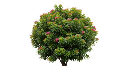 Lush flowering shrub with vibrant pink blooms isolated on white background ideal for landscaping