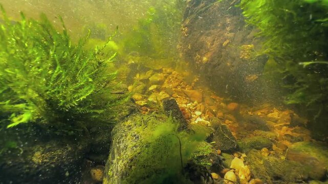 Eurasian minnows (Phoxinus phoxinus) under an overturned rock in a shallow stream. Estonia.