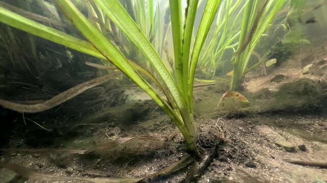 Close-up view of Eurasian minnows (Phoxinus phoxinus) among aquatic plants in a shallow stream.
