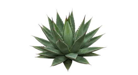 Lush green succulent plant sharp leaves isolated on white background ideal nature themes