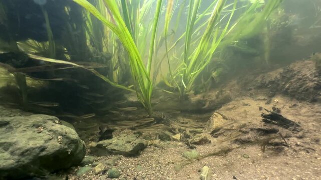 school of Eurasian minnows (Phoxinus phoxinus) among aquatic plants in a shallow stream.
