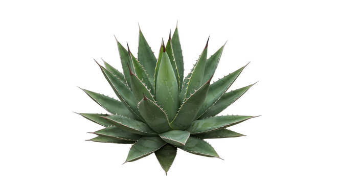 Fototapeta Lush green succulent plant sharp leaves isolated on white background ideal nature themes