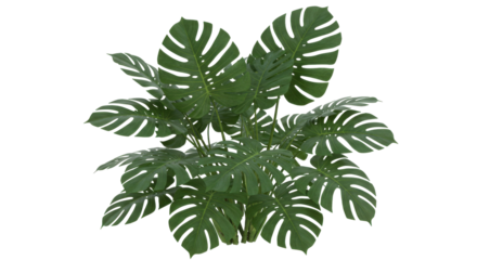 Lush green monstera plant with broad leaves isolated on white background