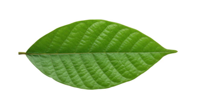 Close up of vibrant green leaf with detailed vein patterns isolated on white background