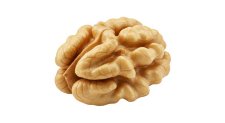 Realistic depiction of a human brain isolated on white background