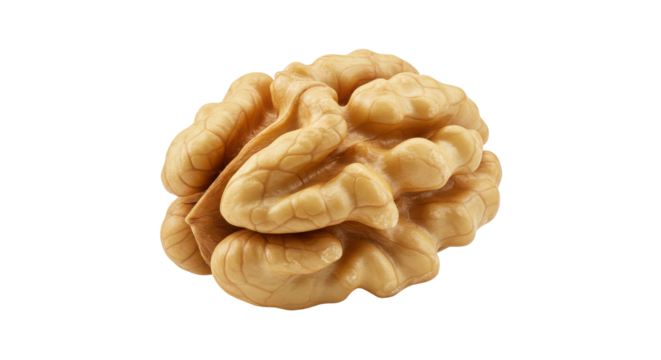 Realistic depiction of a human brain isolated on white background