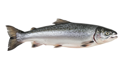 Fresh salmon fish isolated on white background