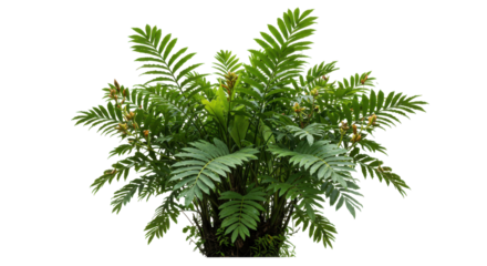 Lush green indoor plant with vibrant yellow flowers isolated on white background in a modern setting