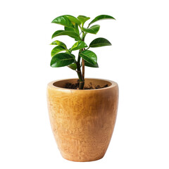 Obraz premium Small potted plant in a light beige wooden pot