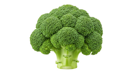 Fresh broccoli head isolated on white background showcasing vibrant green color and texture