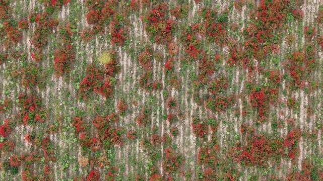 Scarlet common poppies (Papaver rhoeas) grow in scattered patches across parallel lines of freshly harrowed soil in a rural agricultural field, captured in descending top-down drone shot, PC, Italy
