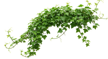 Obraz premium Green ivy vine cascading isolated on transparent background decorative natural botanical foliage detail
