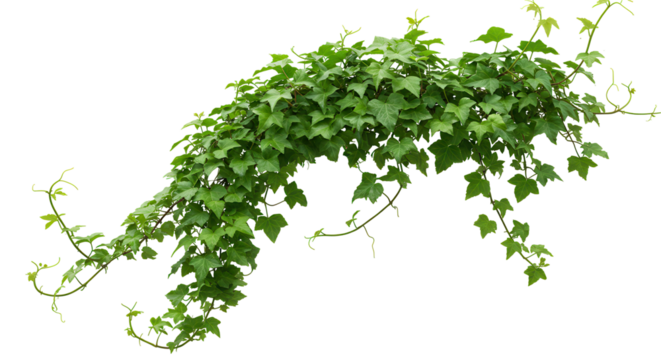 Green ivy vine cascading isolated on transparent background decorative natural botanical foliage detail