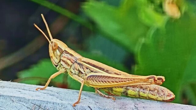 Static macro shot of a grasshopper in profile resting on wood, with blurred strawberry leafs in the background - France