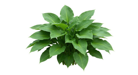 Lush green hosta plant with vibrant leaves isolated on white background ideal for gardening themes