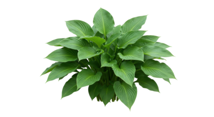 Lush green hosta plant with vibrant leaves isolated on white background ideal for gardening themes