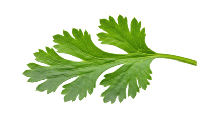 Fresh green cilantro leaf isolated on white background ideal for culinary use