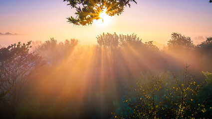 Fototapeta premium Golden sunbeams pierce through morning mist illuminating a lush forest canopy with vibrant orange and yellow hues creating a serene and magical atmosphere