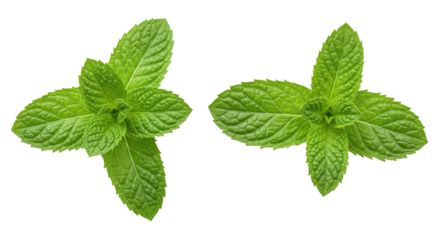 Fresh green mint leaves arranged symmetrically isolated on white background showcasing vibrant colors