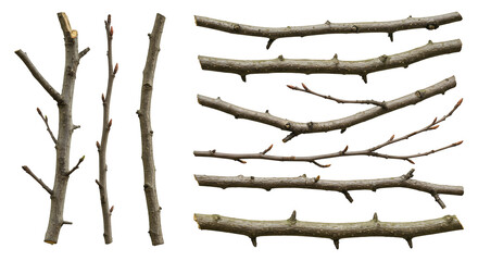 set of realistic branches
