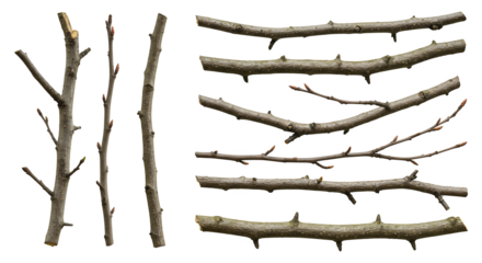set of realistic branches