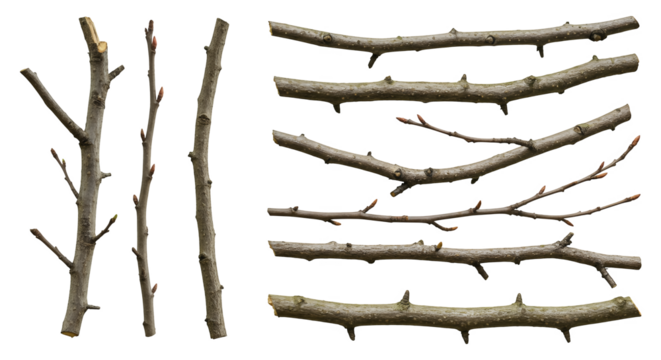 set of realistic branches