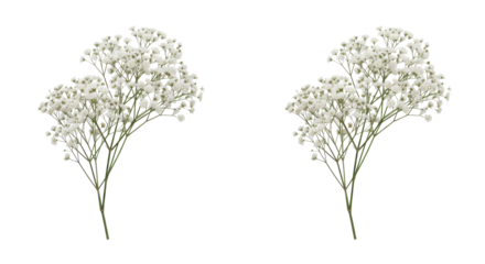 Two clusters of delicate white flowers isolated on white background ideal for design use