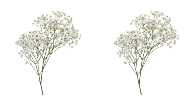 Two clusters of delicate white flowers isolated on white background ideal for design use