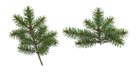 Obraz premium Detailed close up of green pine branches showcasing natural foliage isolated on white background