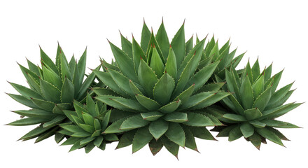 Obraz premium Lush green agave plants arranged in clusters showcasing vibrant foliage isolated on white background